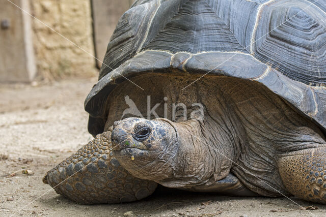 Aldabra Tortoise (Testudo gigantea)