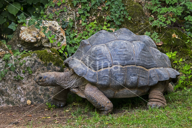 Aldabra Tortoise (Testudo gigantea)