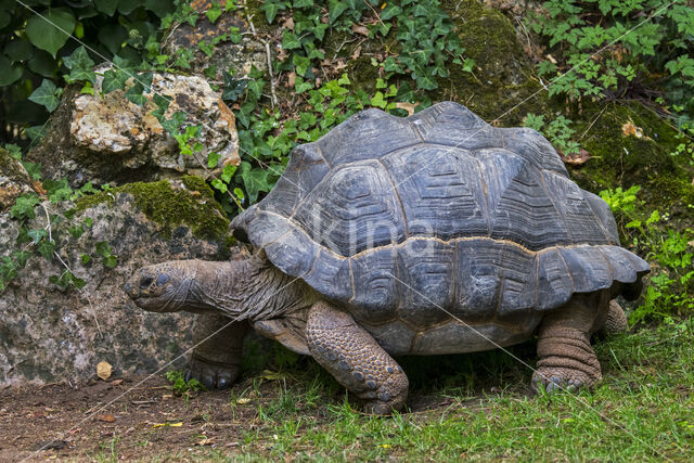 Reuzenschildpad (Testudo gigantea)