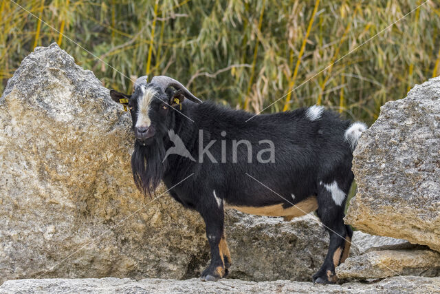 Dwerggeit (Capra domesticus)