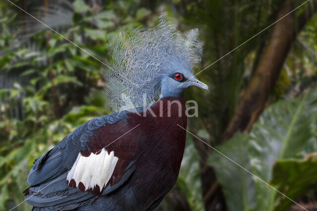 Sclater's crowned pigeon (Goura sclaterii)