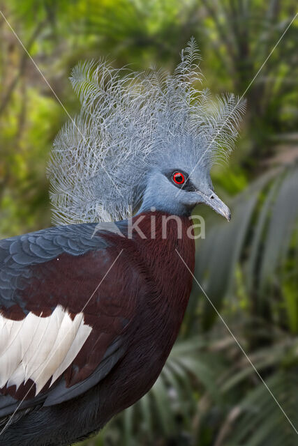 Sclater's crowned pigeon (Goura sclaterii)