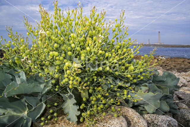 Zeekool (Crambe maritima)