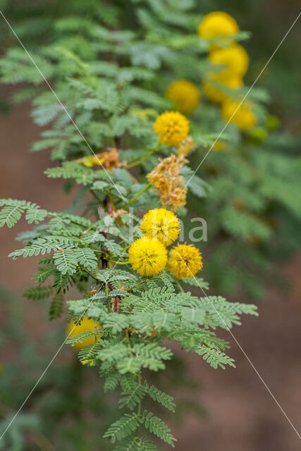 whitethorn acacia (Acacia constricta)