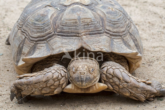 Sporenschildpad (Geochelone sulcata)