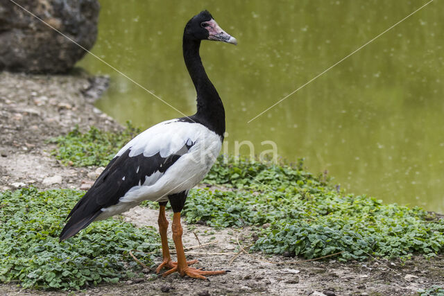 Magpie Goose (Anseranas semipalmata)