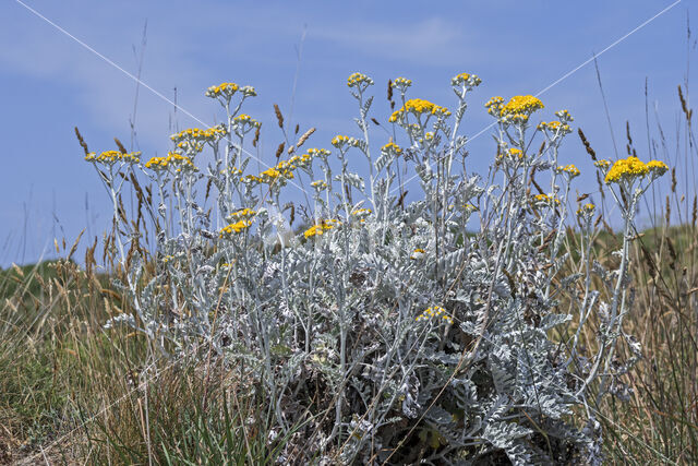 Senecio cineraria