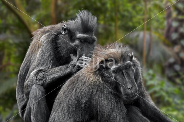 Zwarte makaak