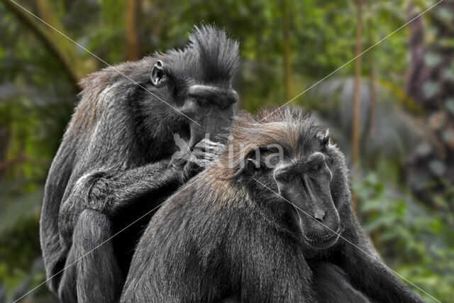 Black Macaque (Macaca nigra)