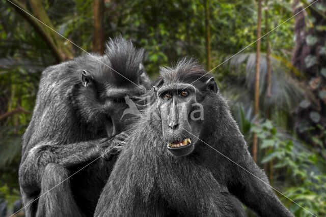 Black Macaque (Macaca nigra)