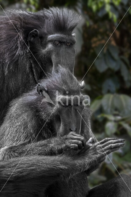 Black Macaque (Macaca nigra)