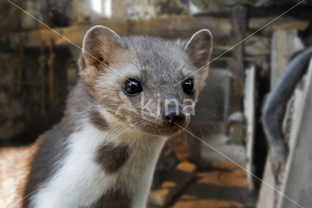 Beech Marten (Martes foina)