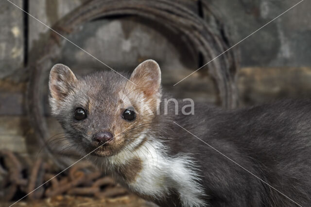 Beech Marten (Martes foina)