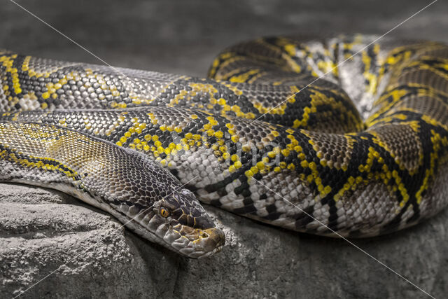 Reticulated python (Typhlops reticulatus)