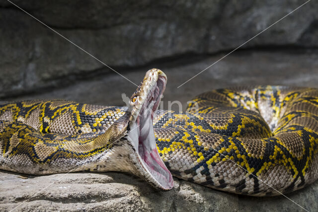 Reticulated python (Typhlops reticulatus)