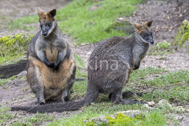 Moeraswallaby (Wallabia bicolor)