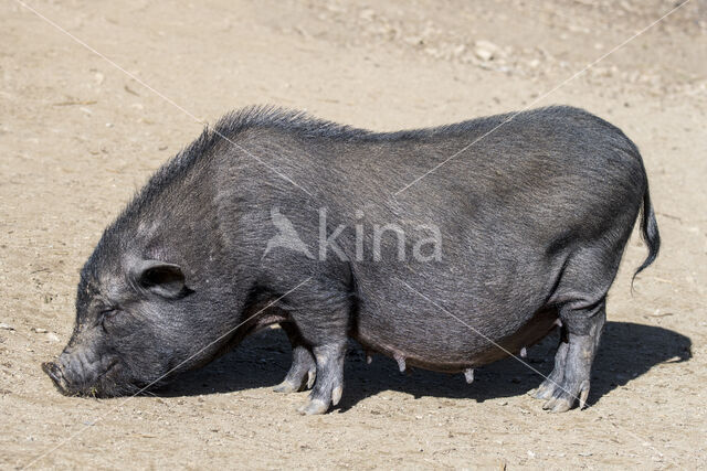 Pig (Sus domesticus)