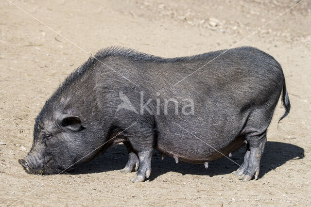 Vietnamees Hangbuikzwijn (Sus domesticus)