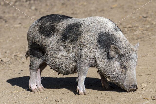 Pig (Sus domesticus)