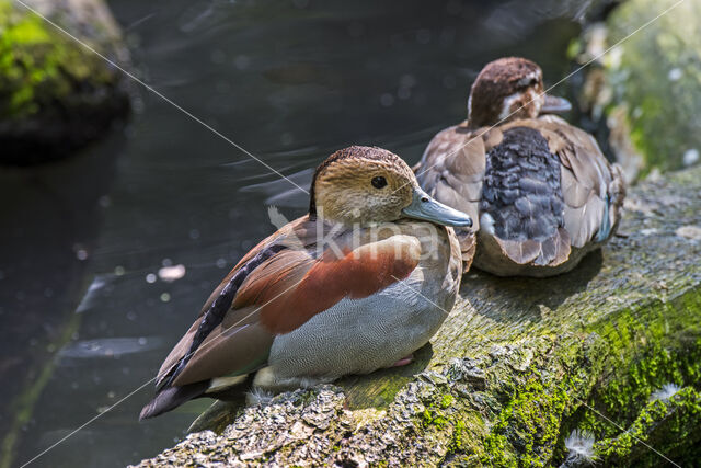 Ringed Teal (Callonetta leucophrys)