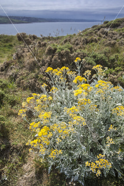 Senecio cineraria