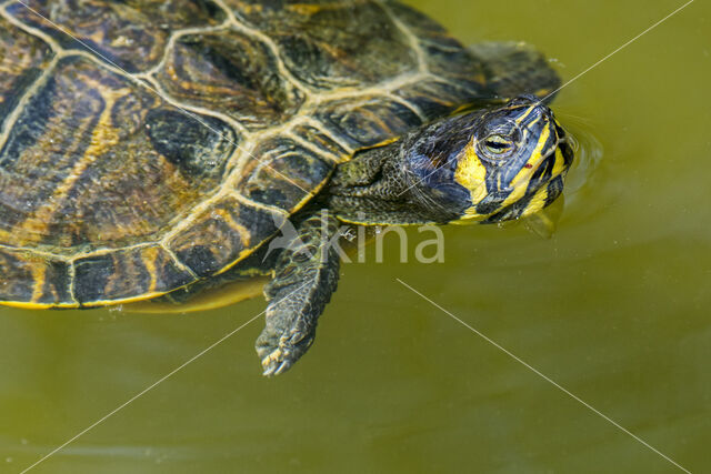 Geelbuikschildpad (Trachemys scripta scripta)