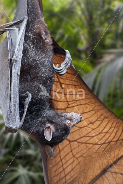 Lyle's flying fox (Pteropus lylei)