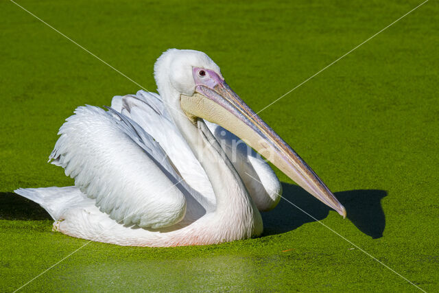 Roze Pelikaan (Pelecanus onocrotalus)