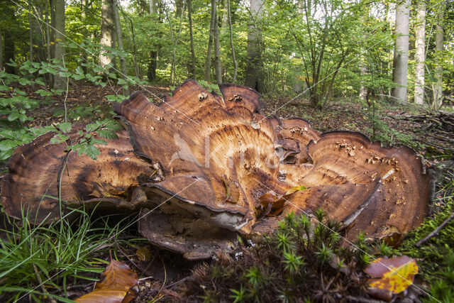 Giant Polypore (Meripilus giganteus)