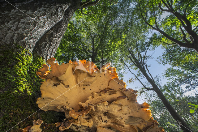 Giant Polypore (Meripilus giganteus)