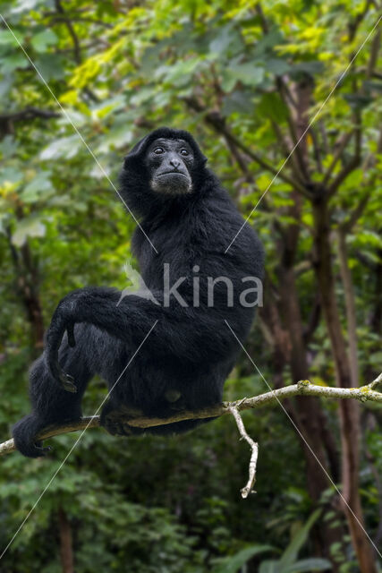 Siamang (Symphalangus syndactylus)