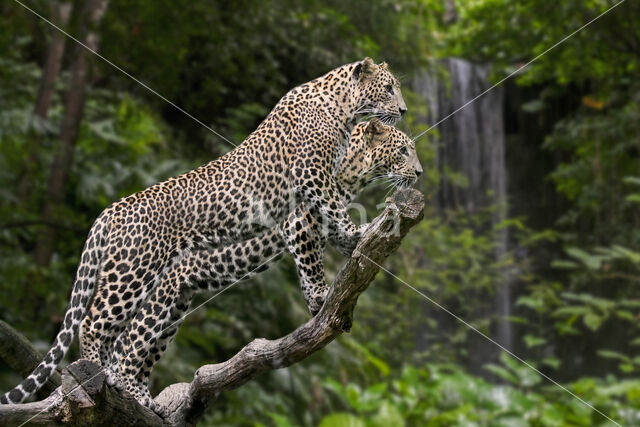 Sri Lankan leopard (Panthera pardus kotiya)