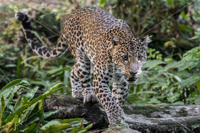 Javaanse panter (Panthera pardus melas)