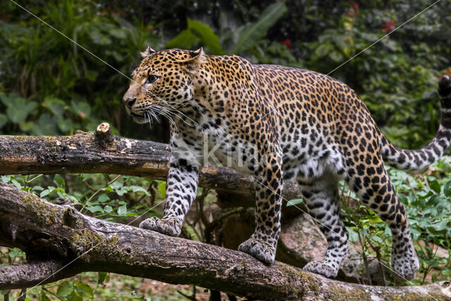 Javaanse panter (Panthera pardus melas)