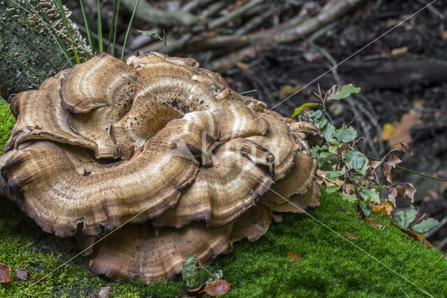 Giant Polypore (Meripilus giganteus)