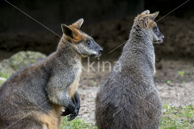 Moeraswallaby (Wallabia bicolor)