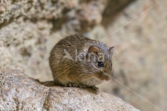 Hispid Cotton Rat (Sigmodon hispidus)