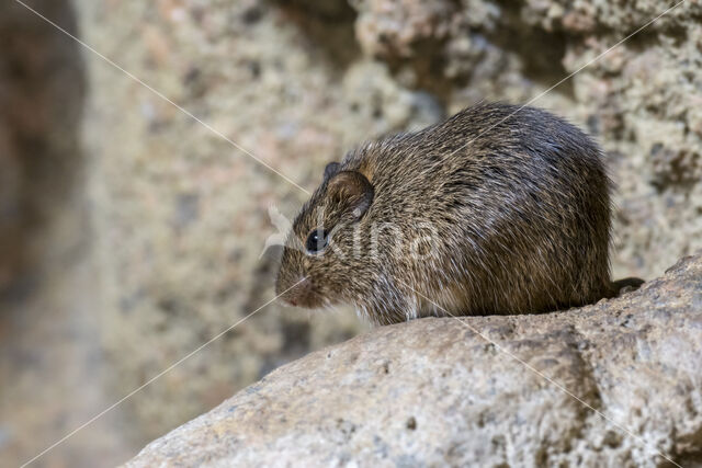 Katoenrat (Sigmodon hispidus)