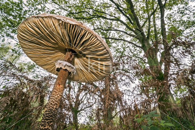 Parasol (Macrolepiota procera)