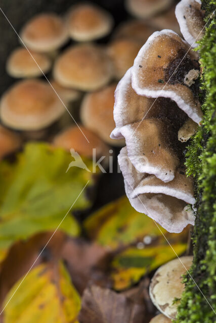 Gewoon elfenbankje (Trametes versicolor)