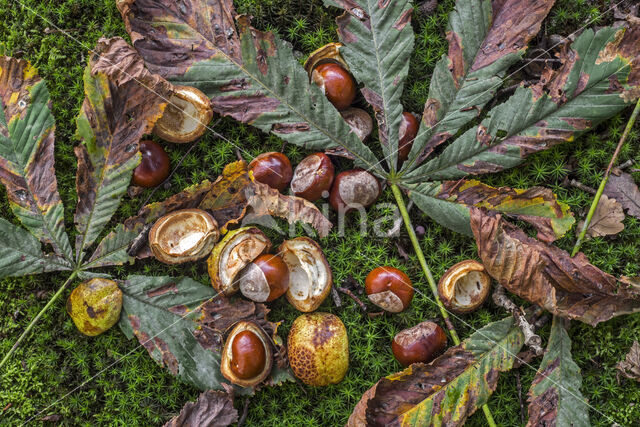 Horse-chestnut (Aesculus hippocastanum)