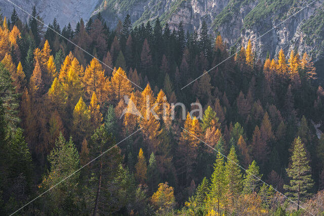 European Larch (Larix decidua)