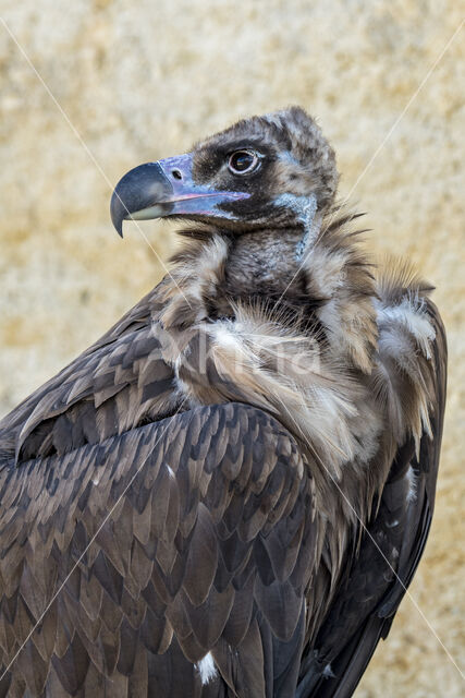 Cinereous Vulture