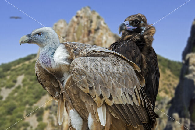 Cinereous Vulture