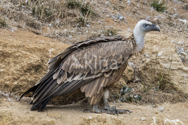 Eurasian Griffon (Gyps fulvus)