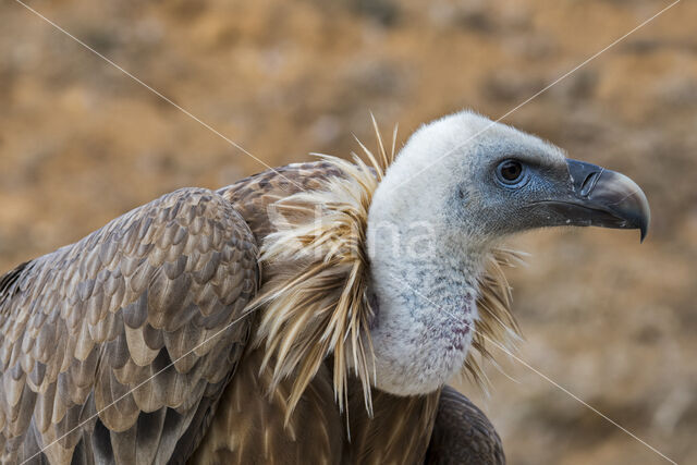 Eurasian Griffon (Gyps fulvus)