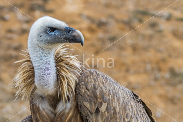 Eurasian Griffon (Gyps fulvus)