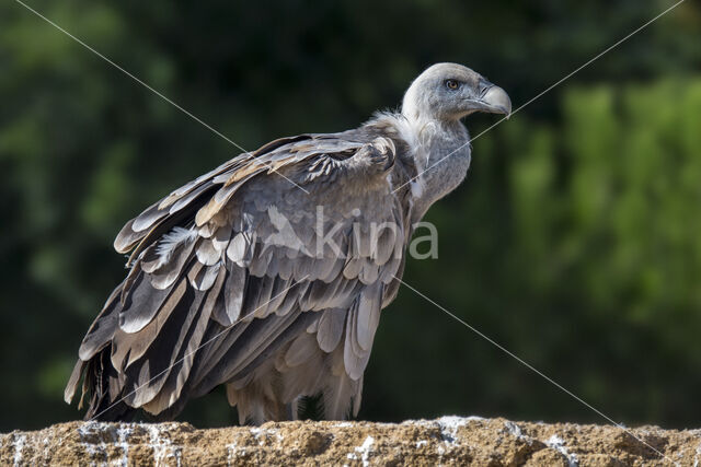 Eurasian Griffon (Gyps fulvus)