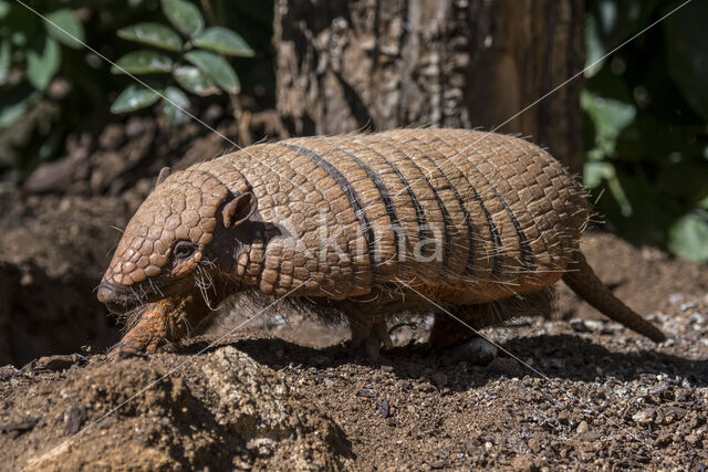 six-banded armadillo (Euphractus sexcinctus)