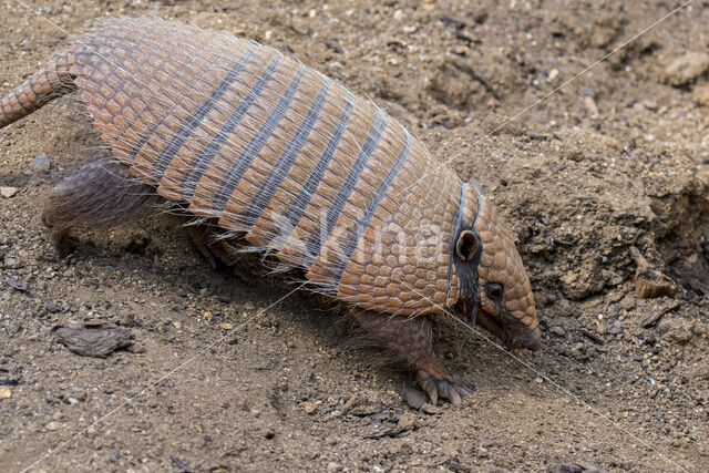 six-banded armadillo (Euphractus sexcinctus)